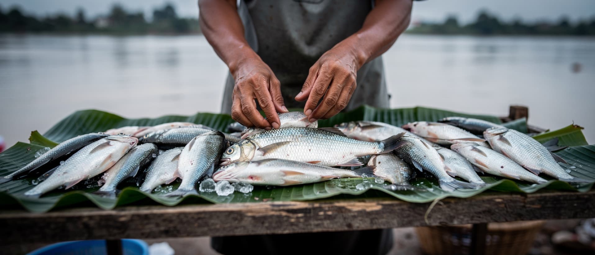 River fish on a market stall in north-east Thailand, for cholangiocarcinoma bile duct cancer from raw fish